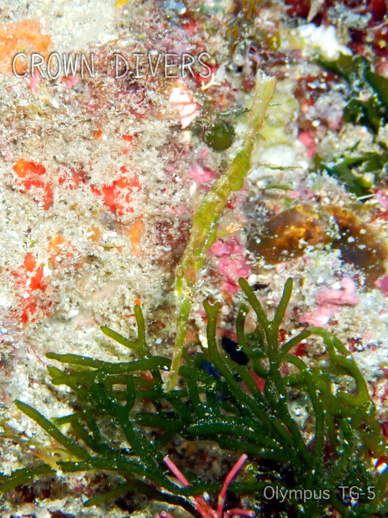 海藻のミルに隠れるカミソリウオ