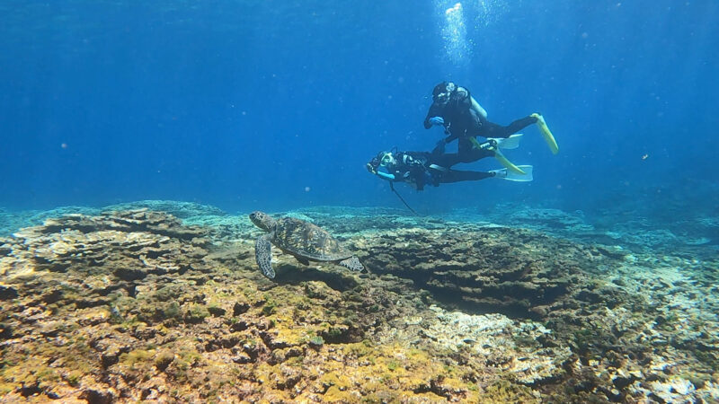 底土の珊瑚礁のカメと一緒に泳ぐダイバー