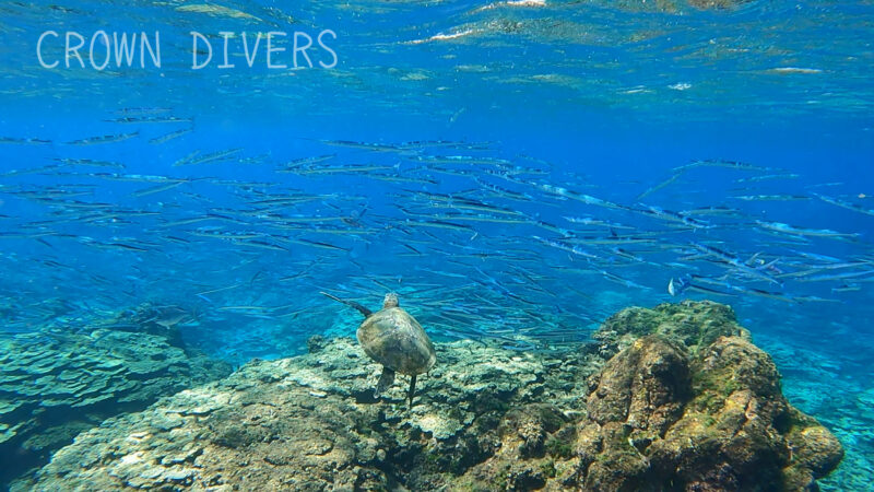 浅い珊瑚礁でカメとオキザヨリがベラにクリーニングされている