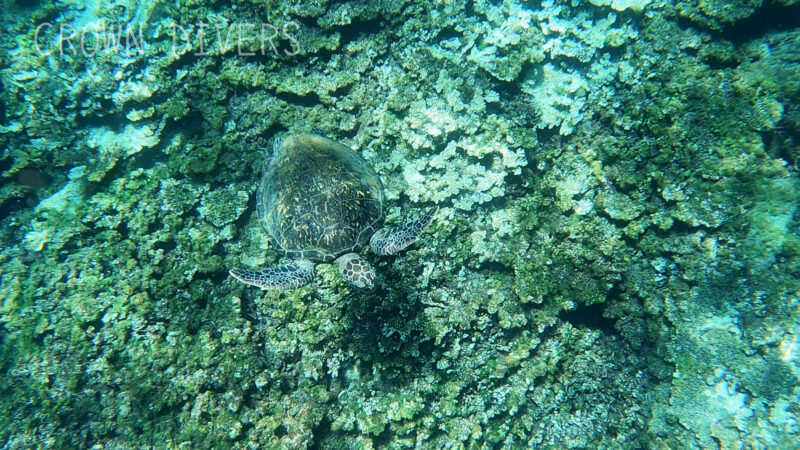 サンゴの中で保護色のアオウミガメ