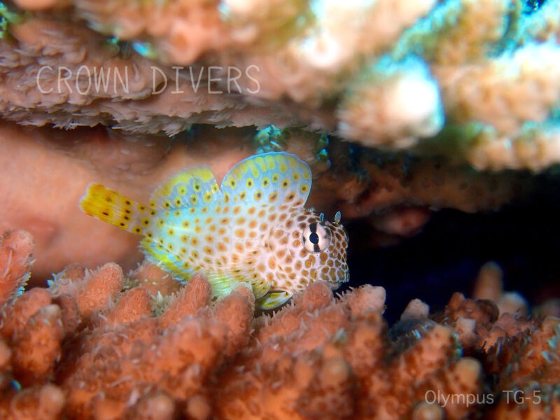 サンゴの隙間に隠れているセダカギンポの幼魚