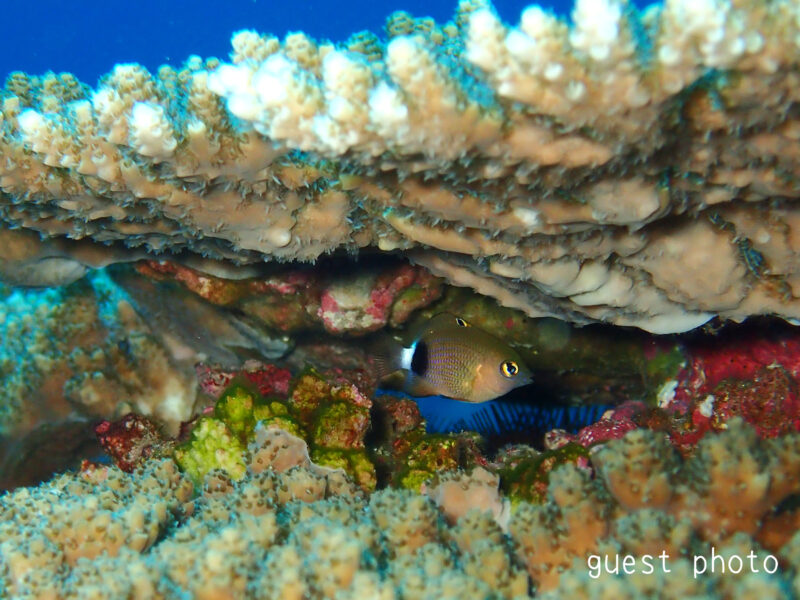 サンゴの隙間に隠れているイシガキスズメダイの幼魚