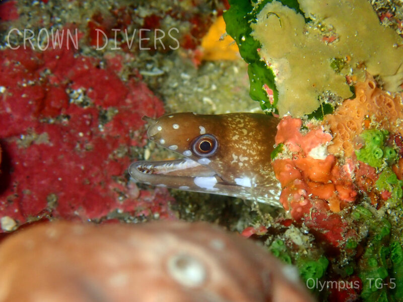 岩場から顔を出しているミナミウツボの幼魚