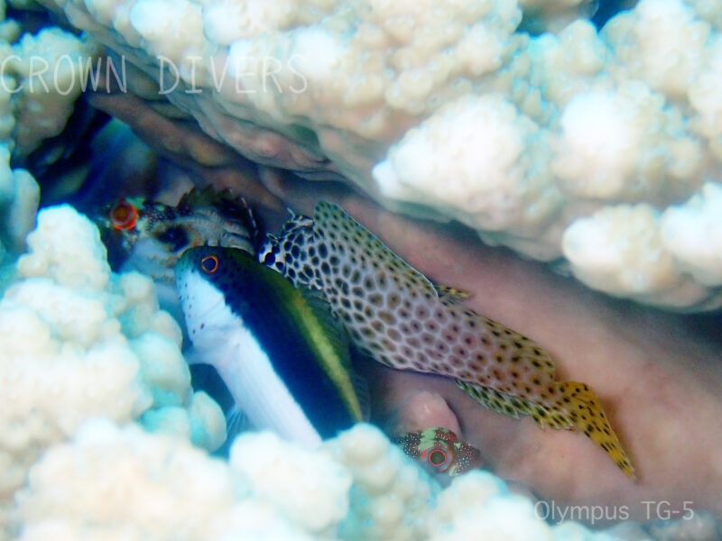 サンゴの隙間のセダカギンポ、カスリフサカサゴ、ホシゴンベの幼魚