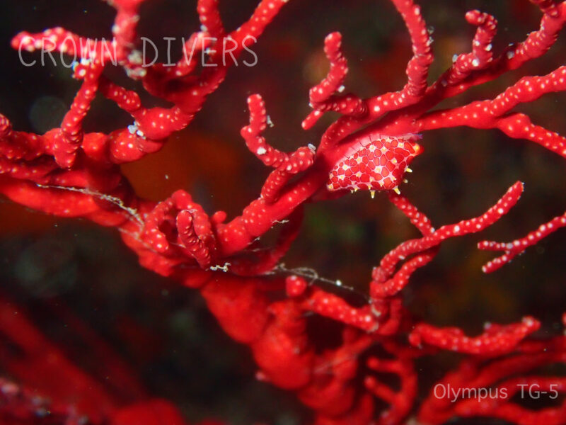 紅いイソバナの上で生活しているツマニケボリ貝