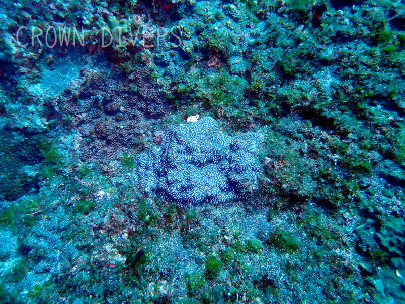 サンゴのヘリに擬態している白いイロカエルアンコウ