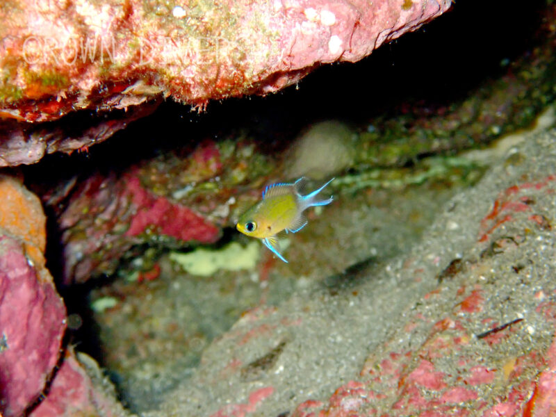 岩場の陰にいるマルスズメダイの幼魚