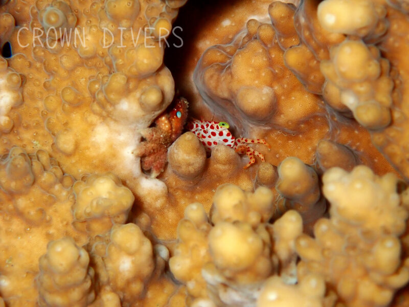 キモガニと一緒に珊瑚の中に住んでいるオオアカホシサンゴガニ
