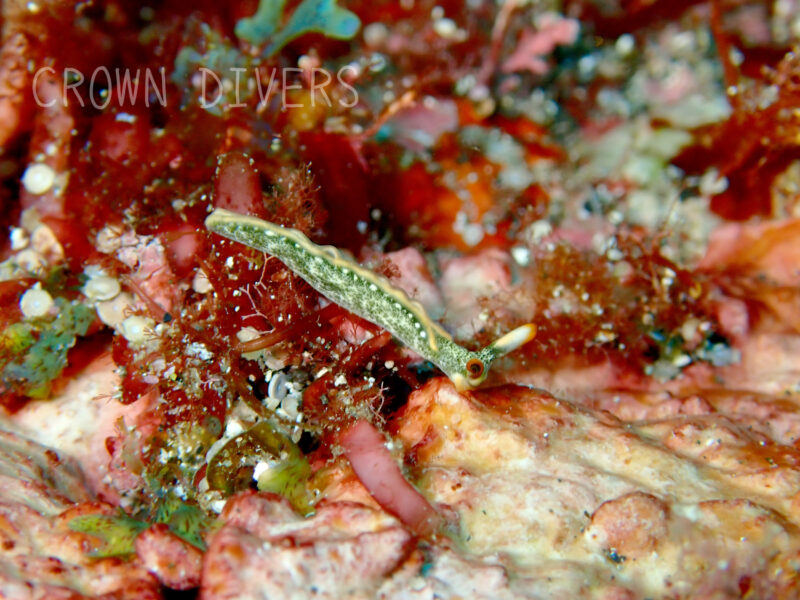 海藻の上を歩くシロアミミドリガイ