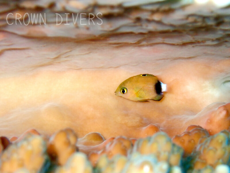 珊瑚の隙間にいるイシガキスズメダイの幼魚