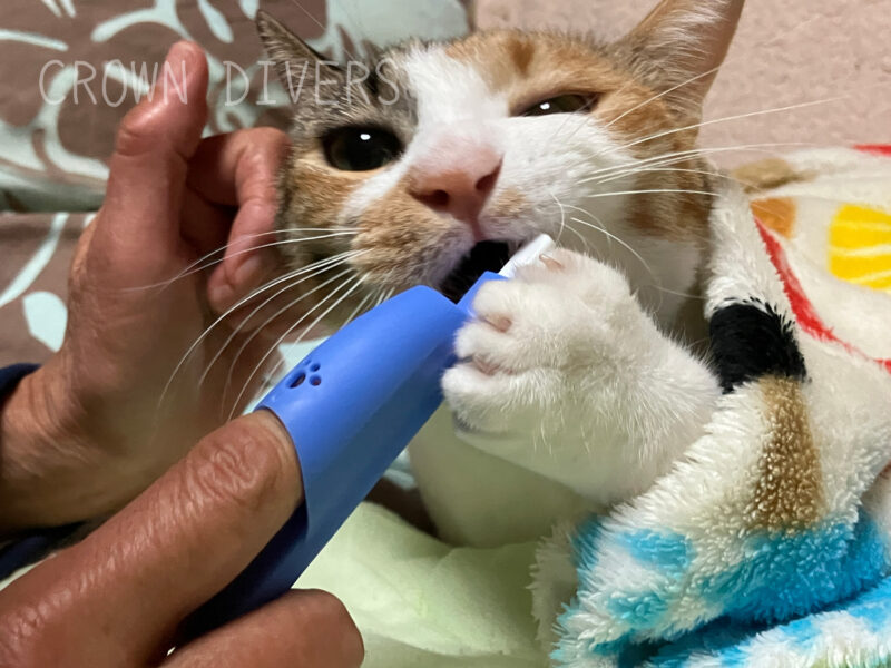 歯磨きされている三毛猫