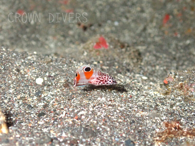 砂地に擬態できているカンムリベラの幼魚