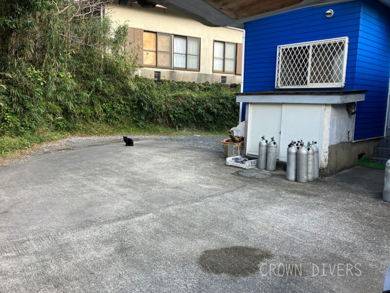 駐車場で縄張りのパトロールをしている黒猫