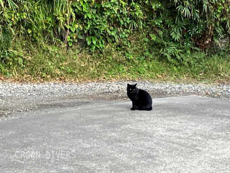 駐車場に座り込んでいる黒猫