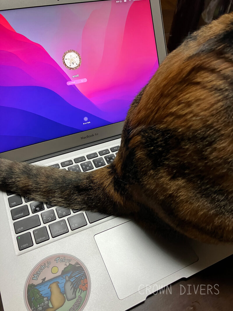 パソコンの上に座る三毛猫