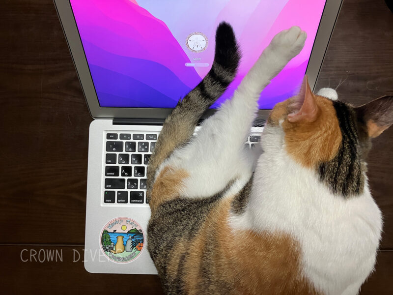 パソコンの上に座る三毛猫