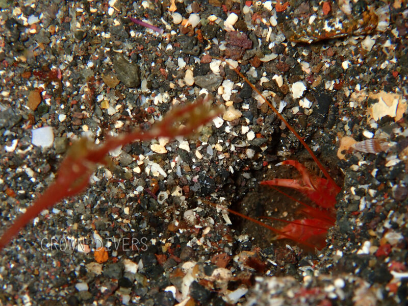 砂地の巣穴から外を眺めている穴エビが海藻をつかもうとしている