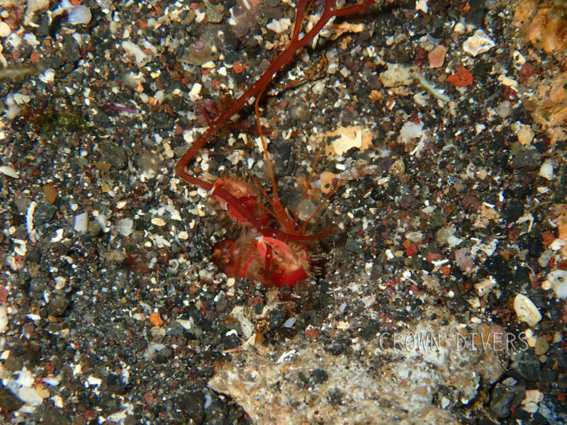 砂地の巣穴から外を眺めている穴エビが流れてきた海藻を器用に爪で掴んでいる