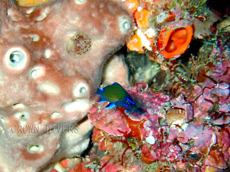 胸鰭が青光りしているアマミスズメダイの幼魚
