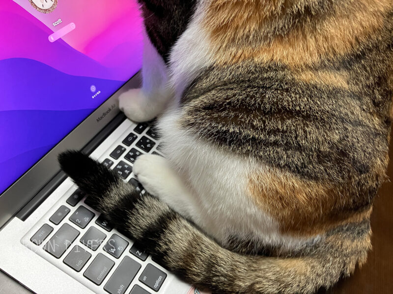 ノートパソコンのキーボードの上に座る三毛猫