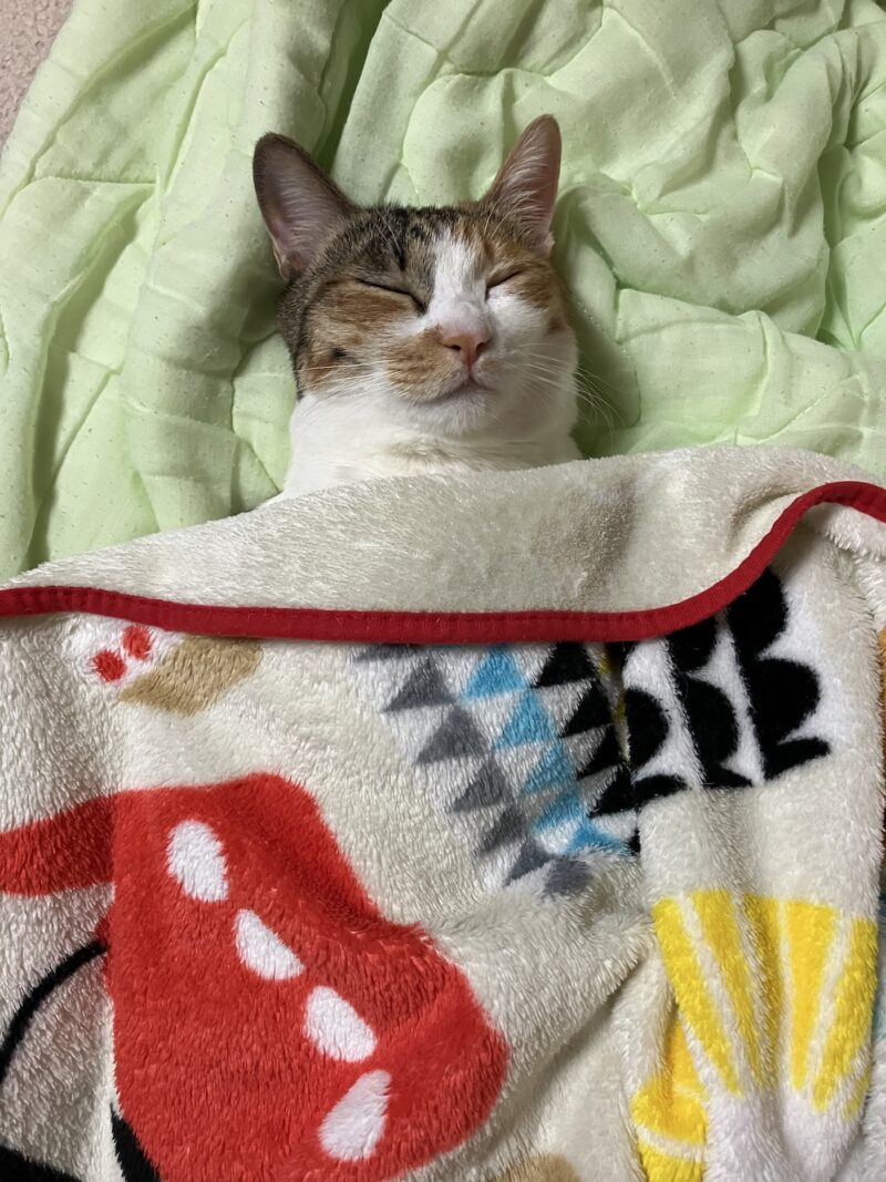フリースの毛布をかけてもらって寝ている三毛猫