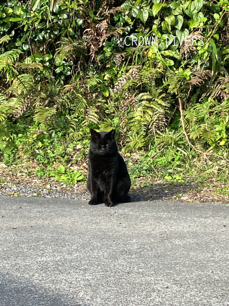 日差しを体に浴びて暖まっている黒猫