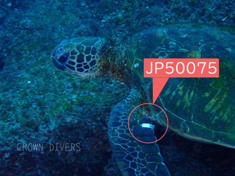 八重根の水中で見かけたJP50075のタグのついたアオウミガメ
