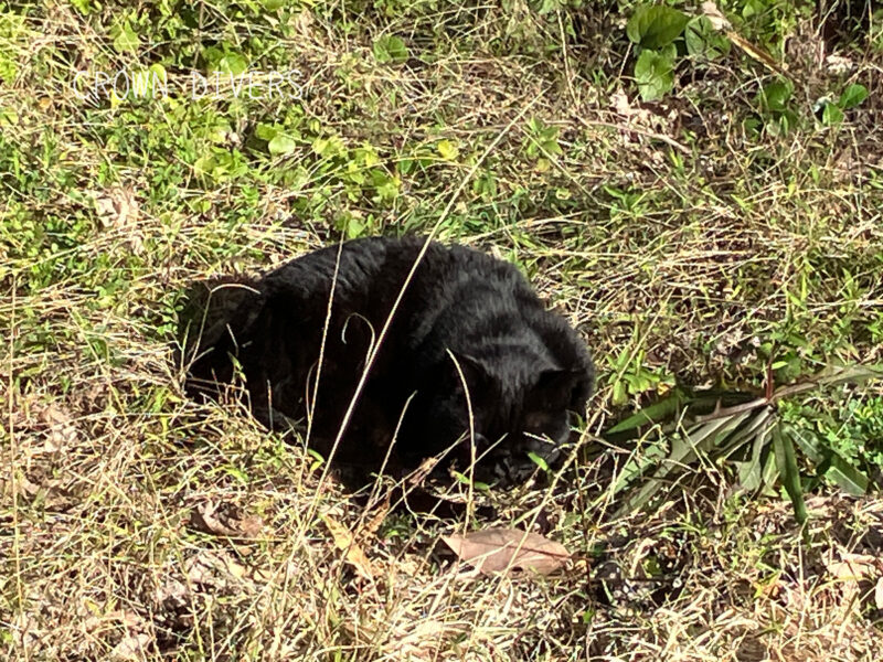 芝生に埋もれて寝ている黒猫