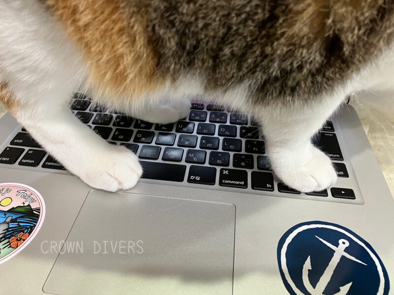 パソコンのキーボードの上に乗って仕事を妨害している三毛猫のmiu
ちゃん