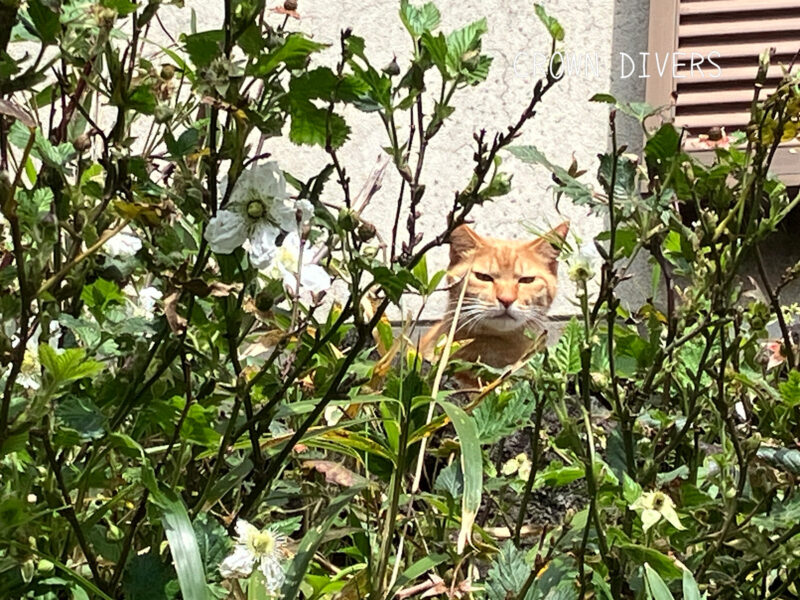 木苺の枝の隙間からこちらを見ている地域猫のトラちゃん