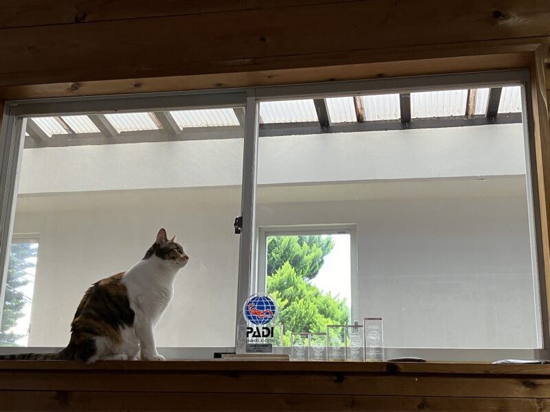 窓辺で外を眺める三毛猫