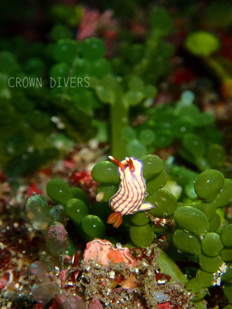 海藻のフサイワヅタをよじのぼるクチナシイロウミウシ