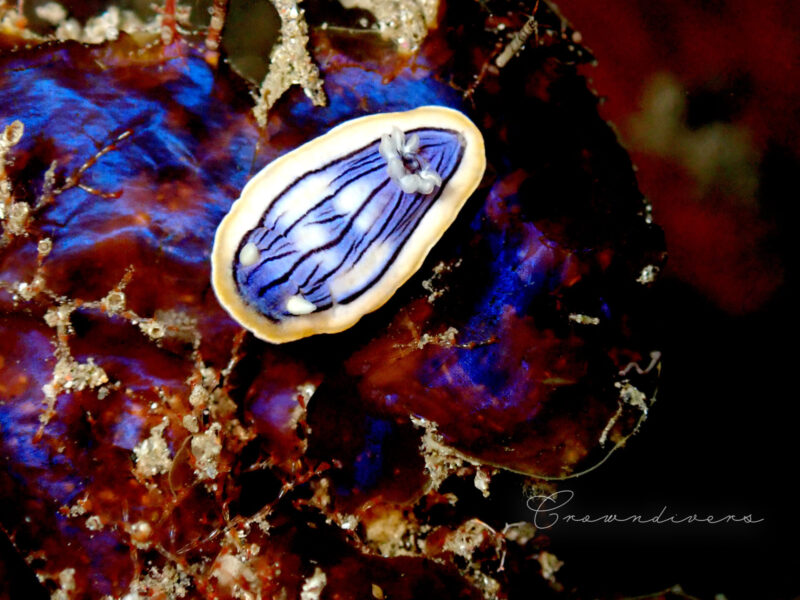 青光りする海藻の上にいるコンガスリウミウシの幼体