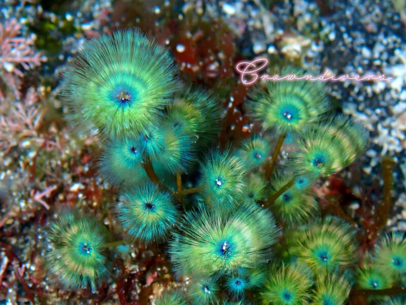 鮮やかな海藻のケヤリ