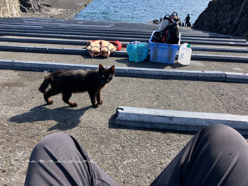 海辺で休んでいる人と寄り添う黒猫