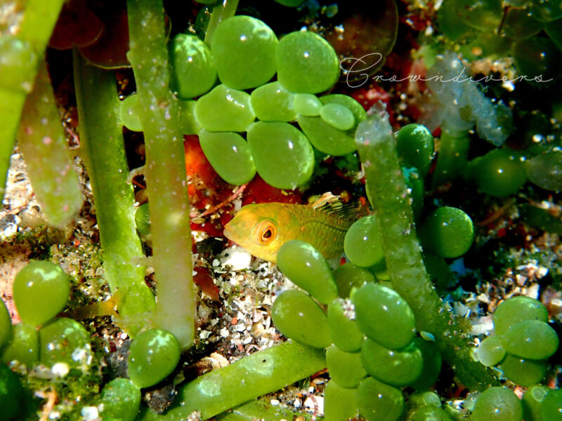 海藻のフサイワヅタの中に隠れているブダイの幼魚