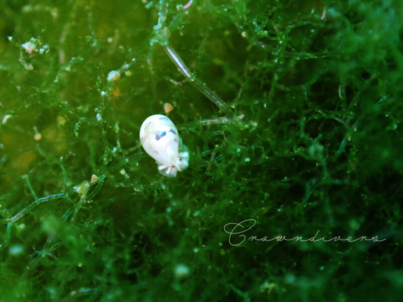 海藻のアオモグサの中にいる大きさ３ミリの貝の仲間