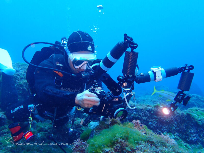 海藻の上に乗っているキマダラウミコチョウを撮るダイバー