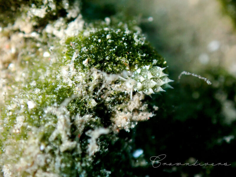 藻のうえを歩く体長2mmほどのテングモウミウシ