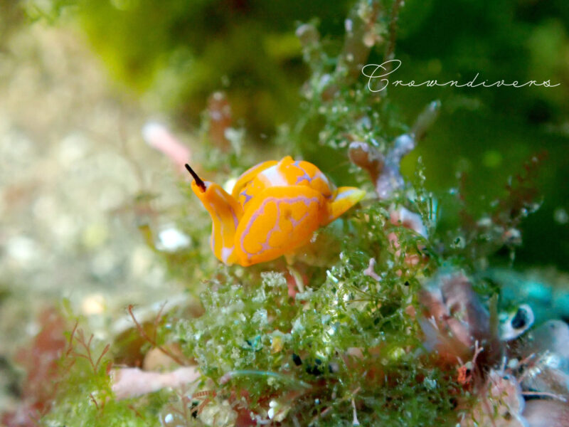 海藻の上のオレンジ色が綺麗なキマダラウミコチョウ