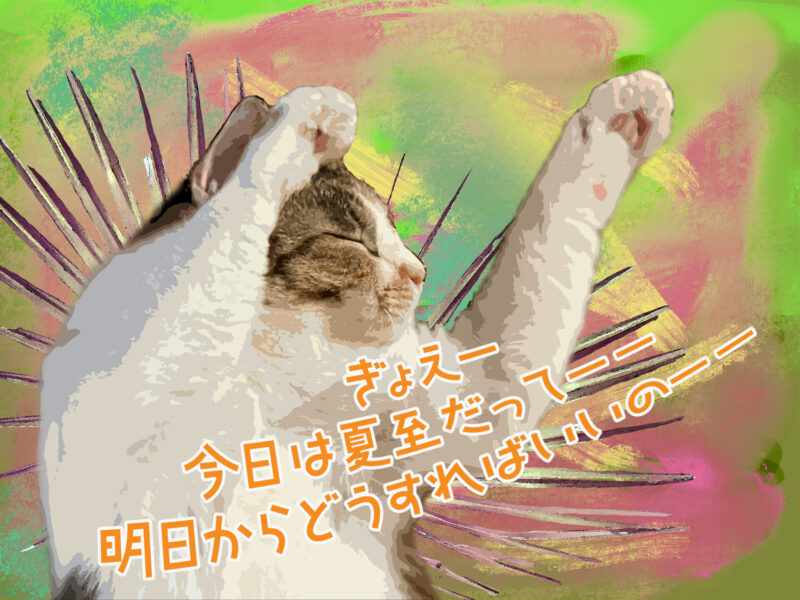 夏至を悲しむ三毛猫のmiuちゃん