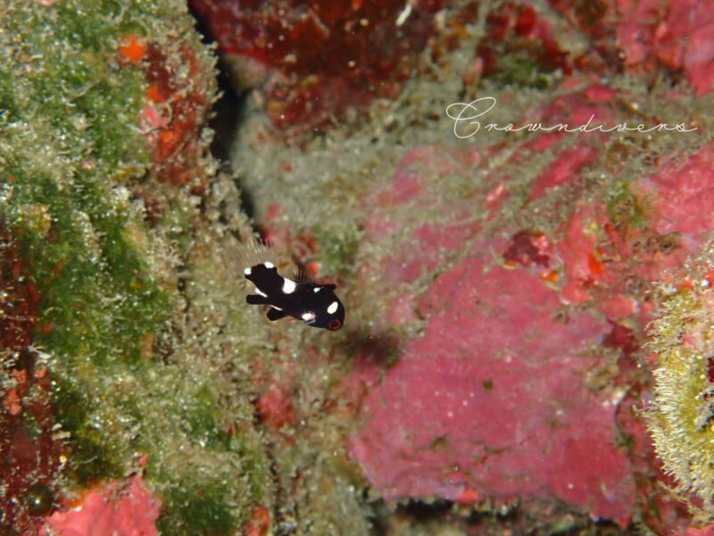 白黒の柄が可愛いスミツキベラの幼魚