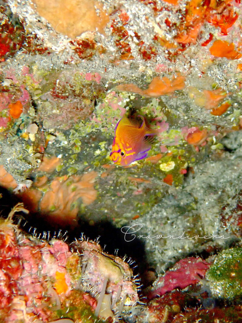 岩の隙間に隠れているハナゴンベの幼魚