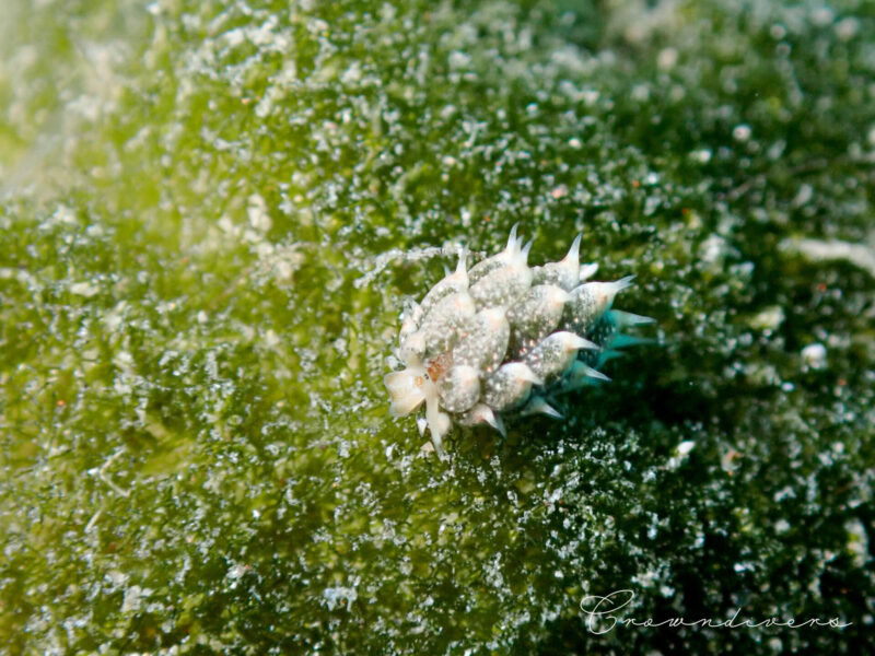 海藻の上のテングモウミウシ
