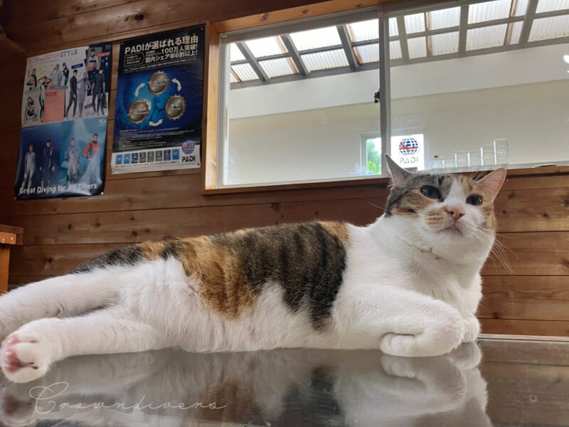 ガラステーブルの上で寝ている三毛猫miuちゃん