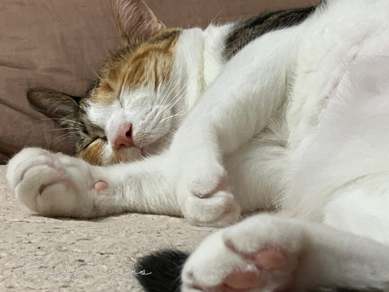 ソファの上で寝ている三毛猫miuちゃん
