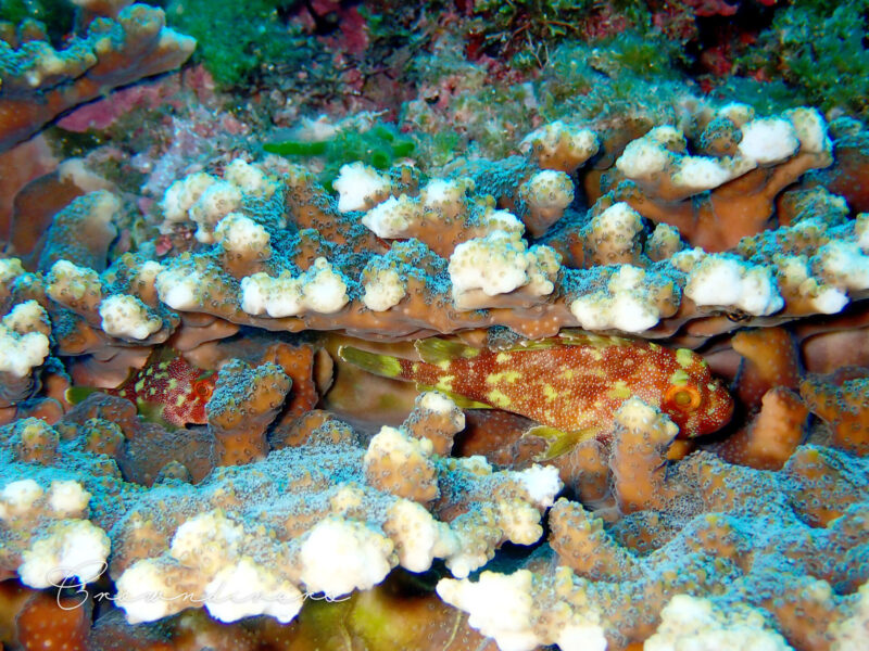 サンゴの隙間に隠れているカスリフサカサゴ