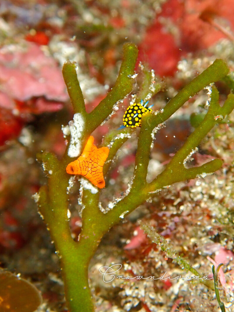 海藻のミルにしがみついているアミメジュズベリヒトデの子供とテントウウミウシの幼体