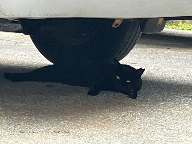 車の下で休んでいる黒猫