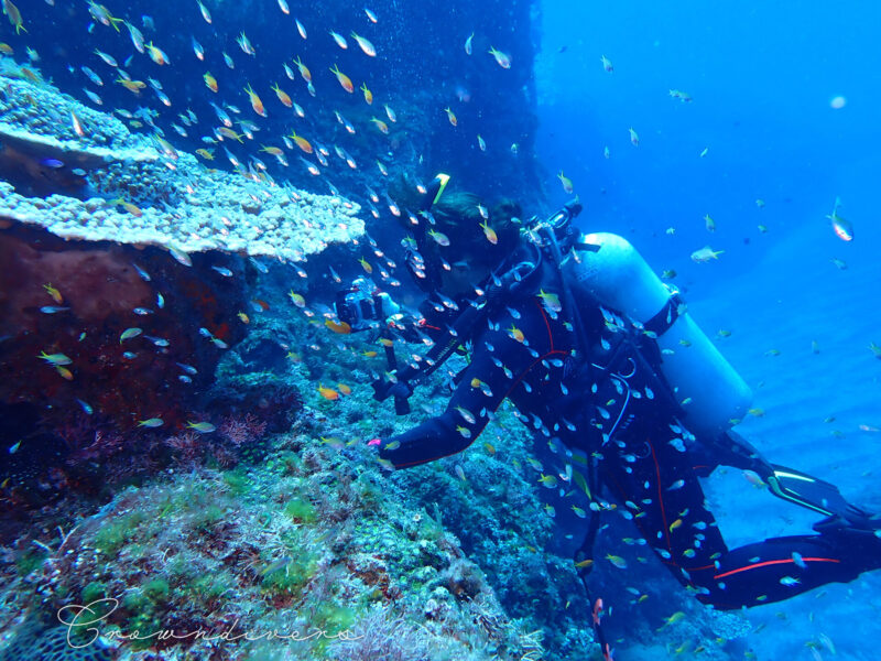 サンゴの周りに集まっているスズメダイの幼魚たち